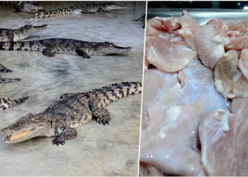 ประชาชนหันมากินเนื้อจระเข้ถูกกว่าเนื้อหมูรสชาติอร่อยโปรตีนสูงไม่มีไขมัน-–-สยามรัฐ